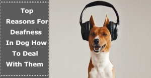 Deafness in Dog