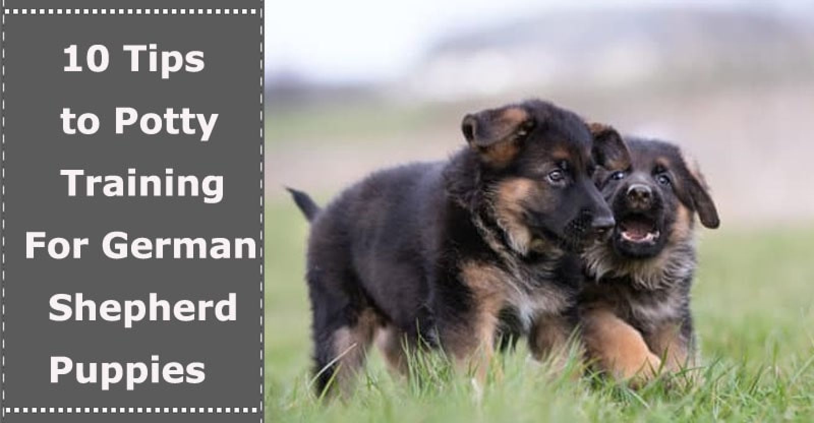 10 Tips to Potty Training For German Shepherd Puppies PetXU