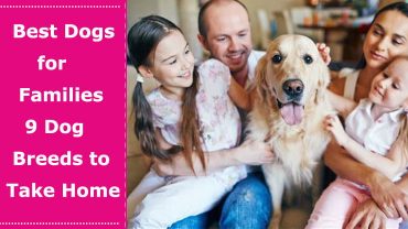 best dog for family