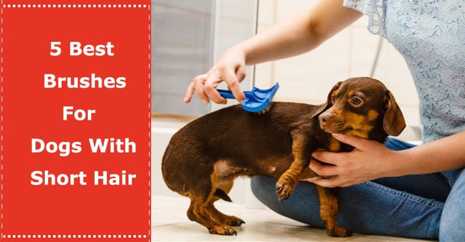 5 Best Brushes For Dogs With Short Hair PetXU