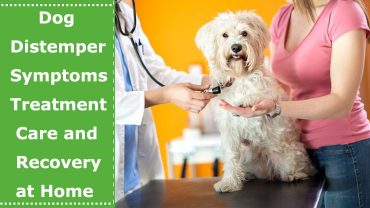 dog distemper symptoms treatment
