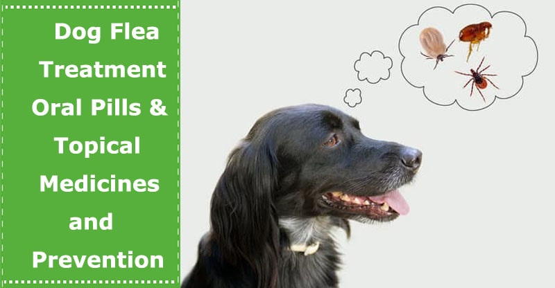 dog flea treatment and prevention