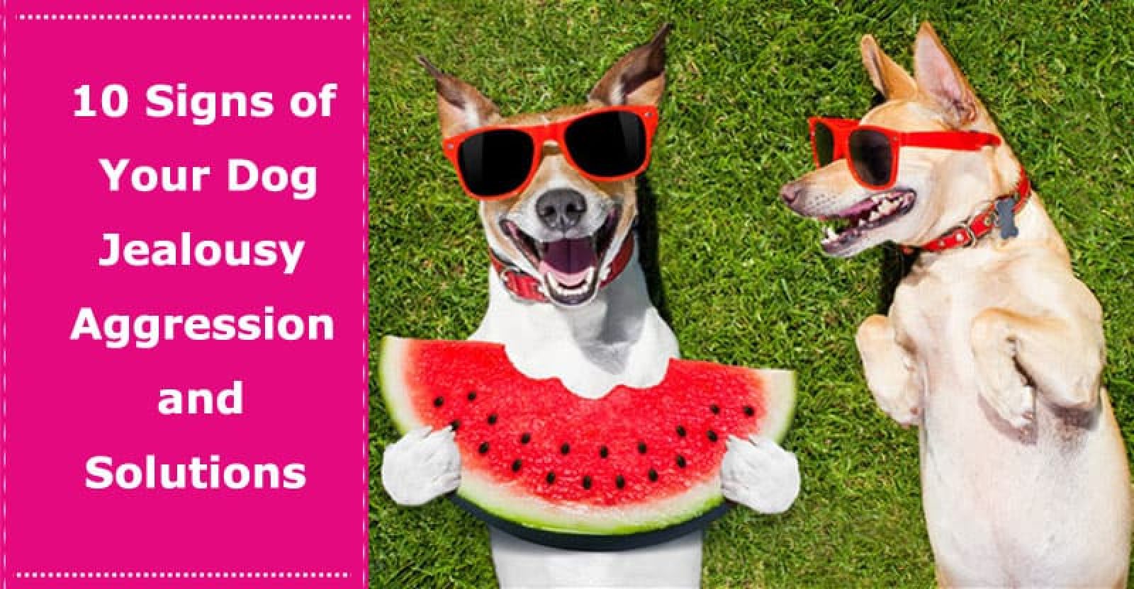 10 Signs of Your Dog Jealousy Aggression and Solutions PetXU