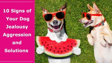 dog jealousy aggression signs