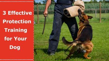 dog protection training