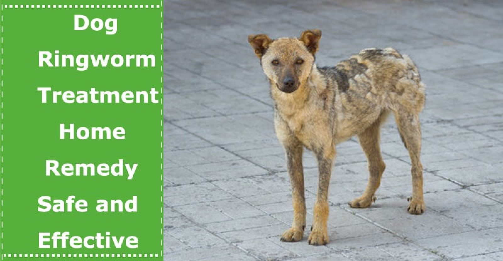 Dog Ringworm Treatment Home Remedy that is Proven Safe and Effective