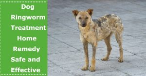 dog ringworm treatment home remedy