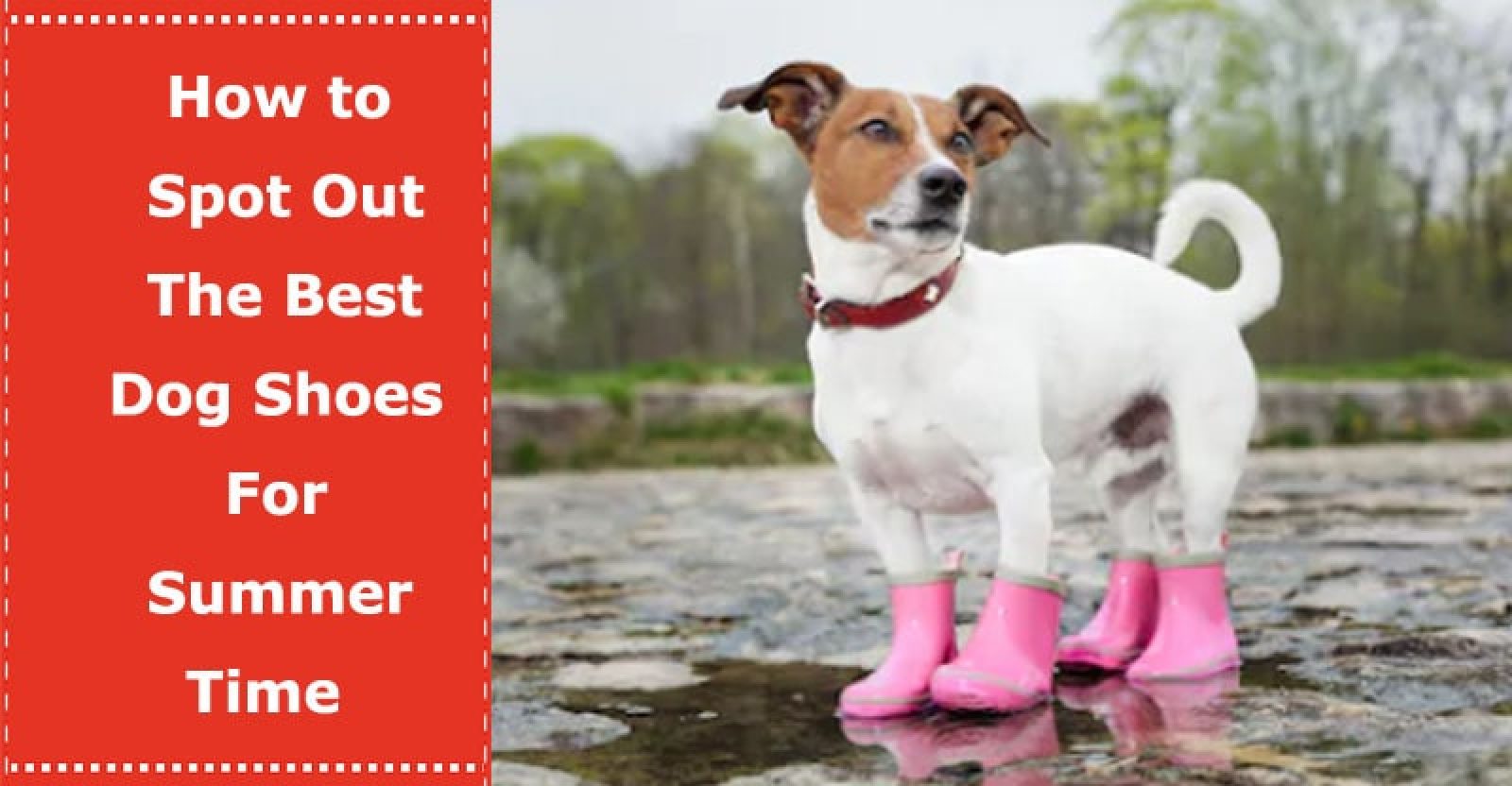 How to Spot Out The Best Dog Shoes For Summer Time PetXU