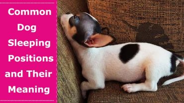 dog sleeping positions meaning