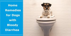 dog with bloody diarrhea home remedy