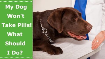 dog won't take pill