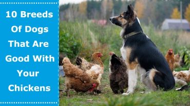 dogs that are good with chickens