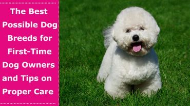 first time dog owner breeds tips