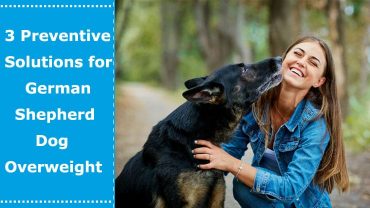 german shepherd overweight dog
