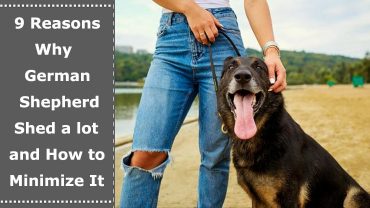 german shepherd shed