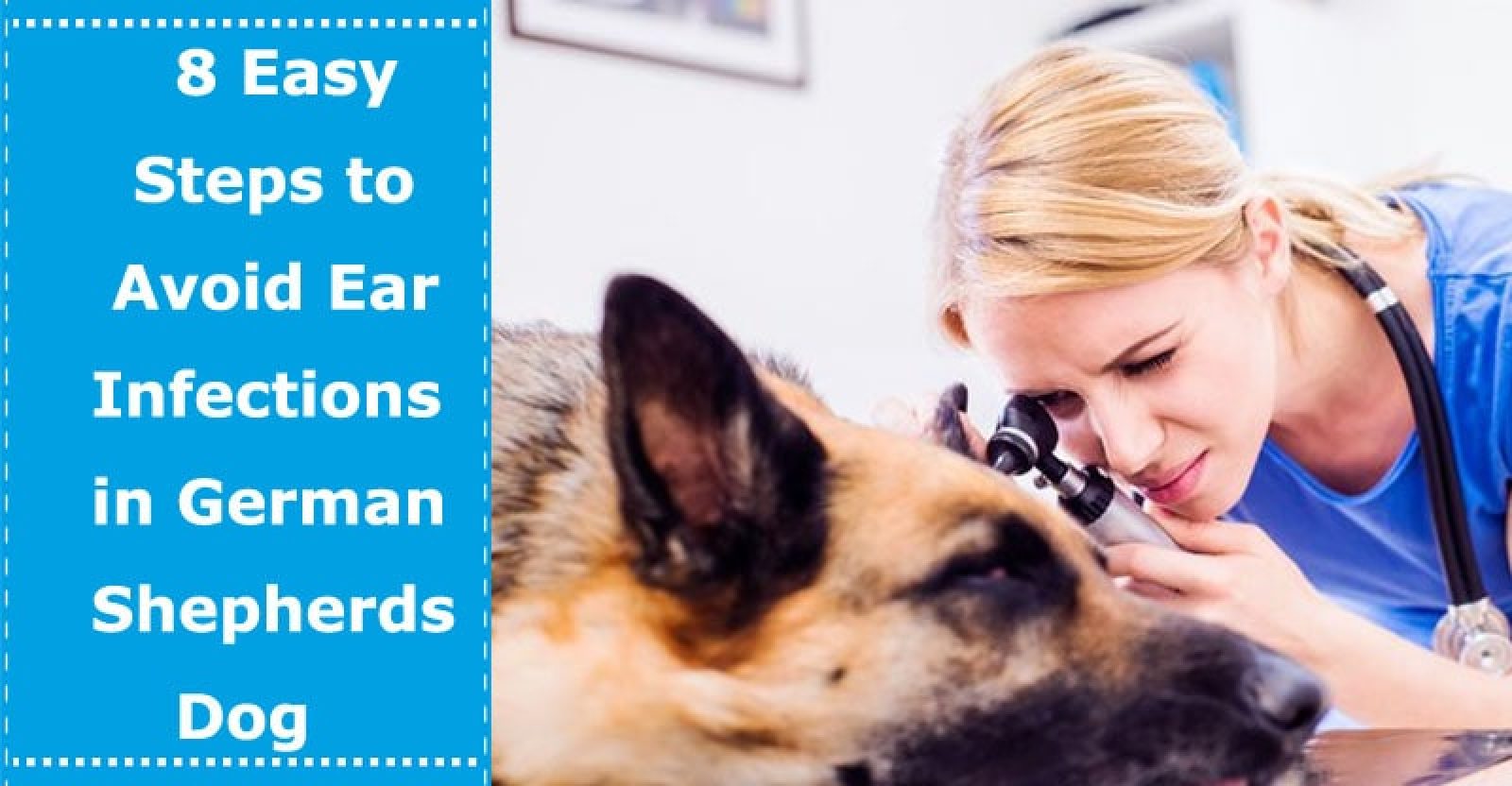 8 Easy Steps to Avoid Ear Infections in German Shepherds Dog PetXU
