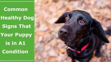 healthy dog signs
