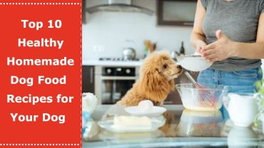 healthy homemade dog food recipes