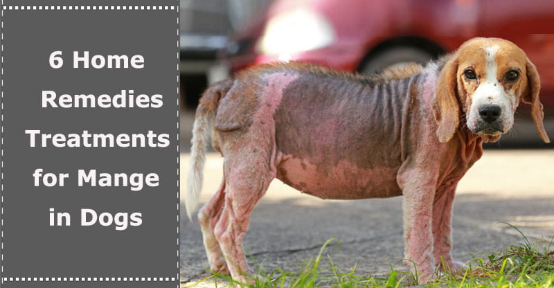 how do you treat a dog with mange