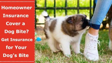 homeowners insurance dog bites
