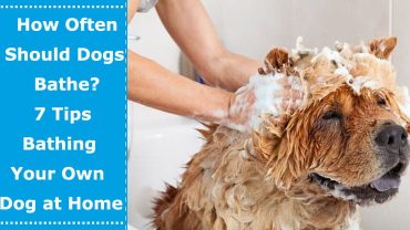how often should dog bathe dog bathing at home