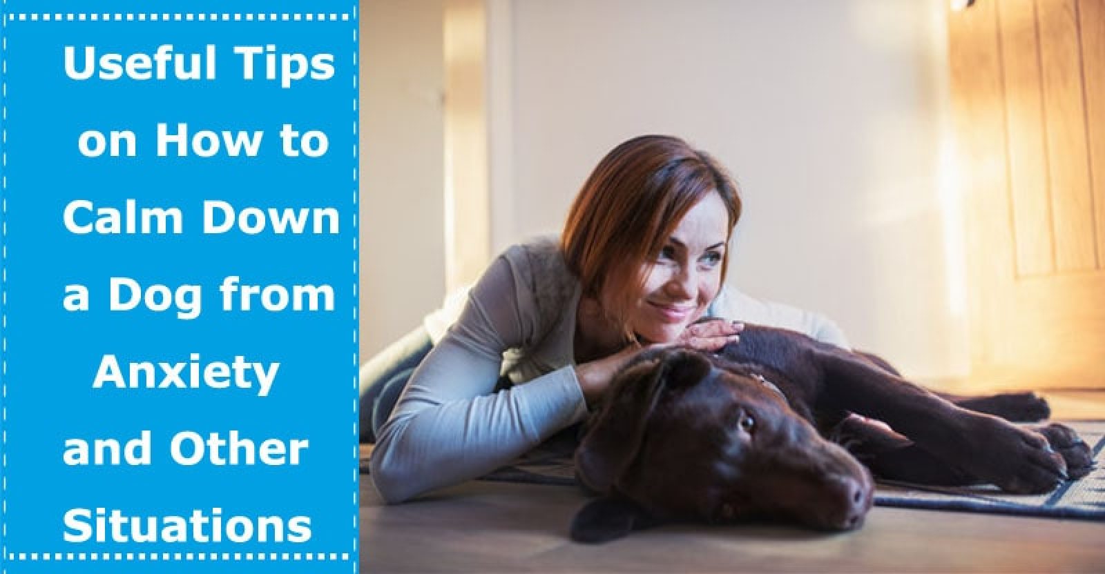 Useful Tips on How to Calm Down a Dog from Anxiety and Other Situations