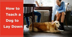 how to teach a dog to lay down