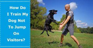 how to train a dog not to jump on visitors