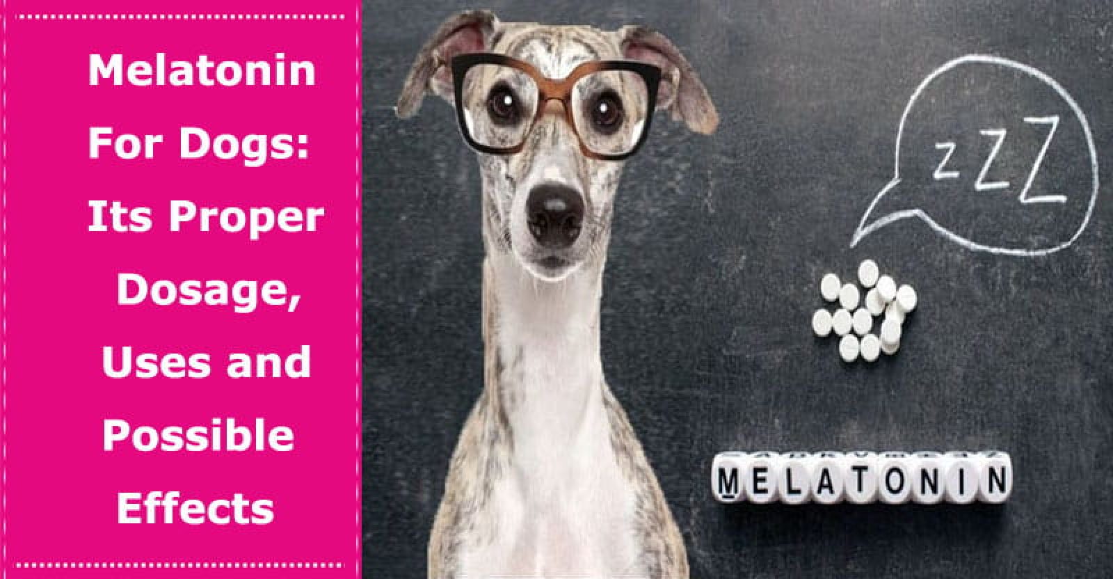 Melatonin For Dogs Its Proper Dosage, Uses and Possible Effects PetXU