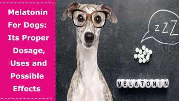 melatonin dosage for dog