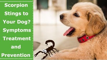 scorpion sting to dog symptoms treatment