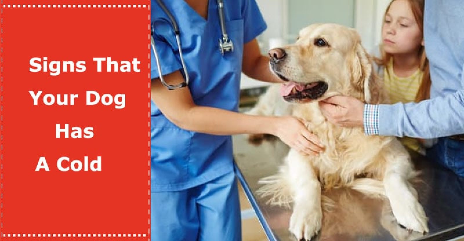 Signs That Your Dog Has A Cold PetXU
