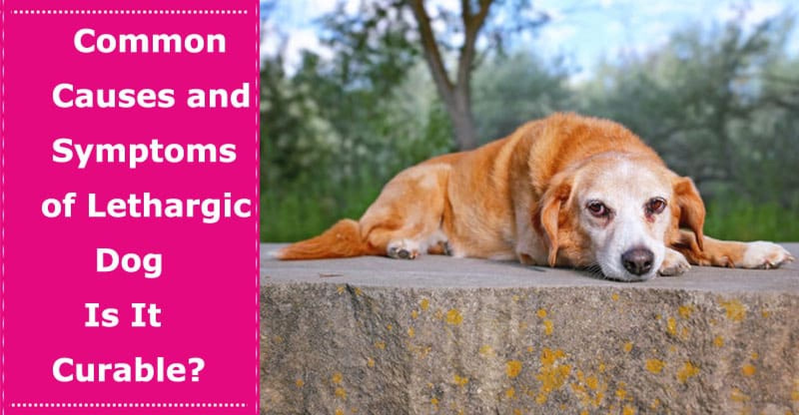 common-causes-and-symptoms-of-lethargic-dog-is-it-curable-petxu