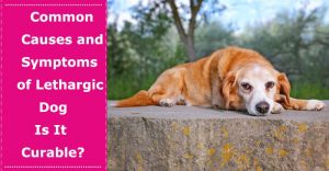 symptoms of lethargic dog