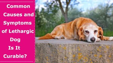 symptoms of lethargic dog