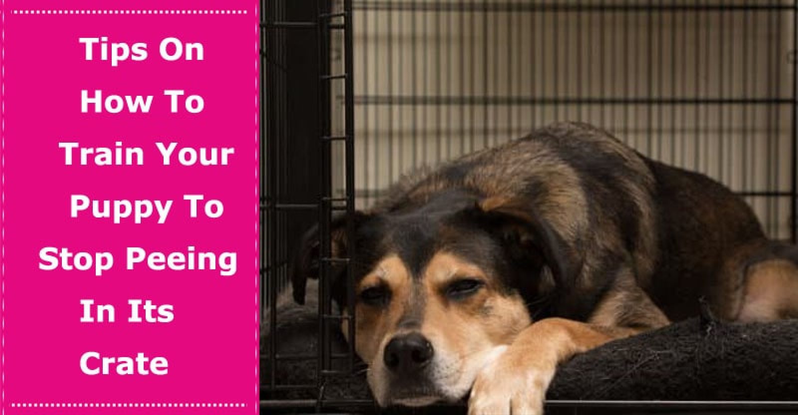 Tips On How To Train Your Puppy To Stop Peeing In Its Crate PetXU