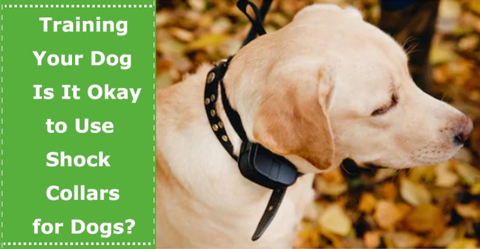 Training Your Dog Is It Okay to Use Shock Collars for Dogs? PetXU