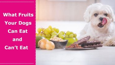 what fruits can dogs eat