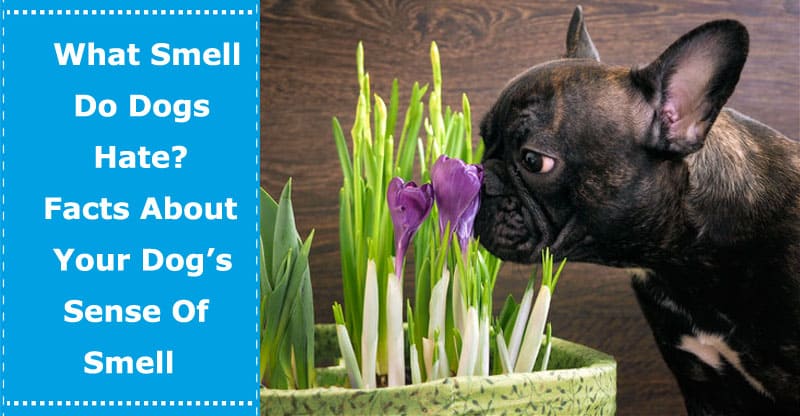 what smell do dogs hate