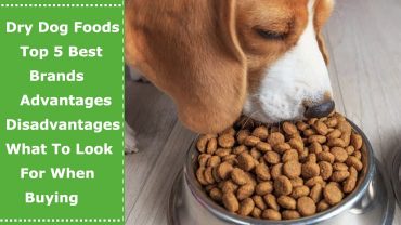 best dry dog food brands