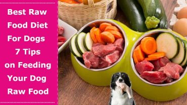 best raw dog food