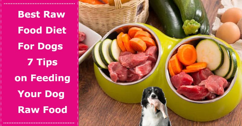 easy raw food diet for dogs