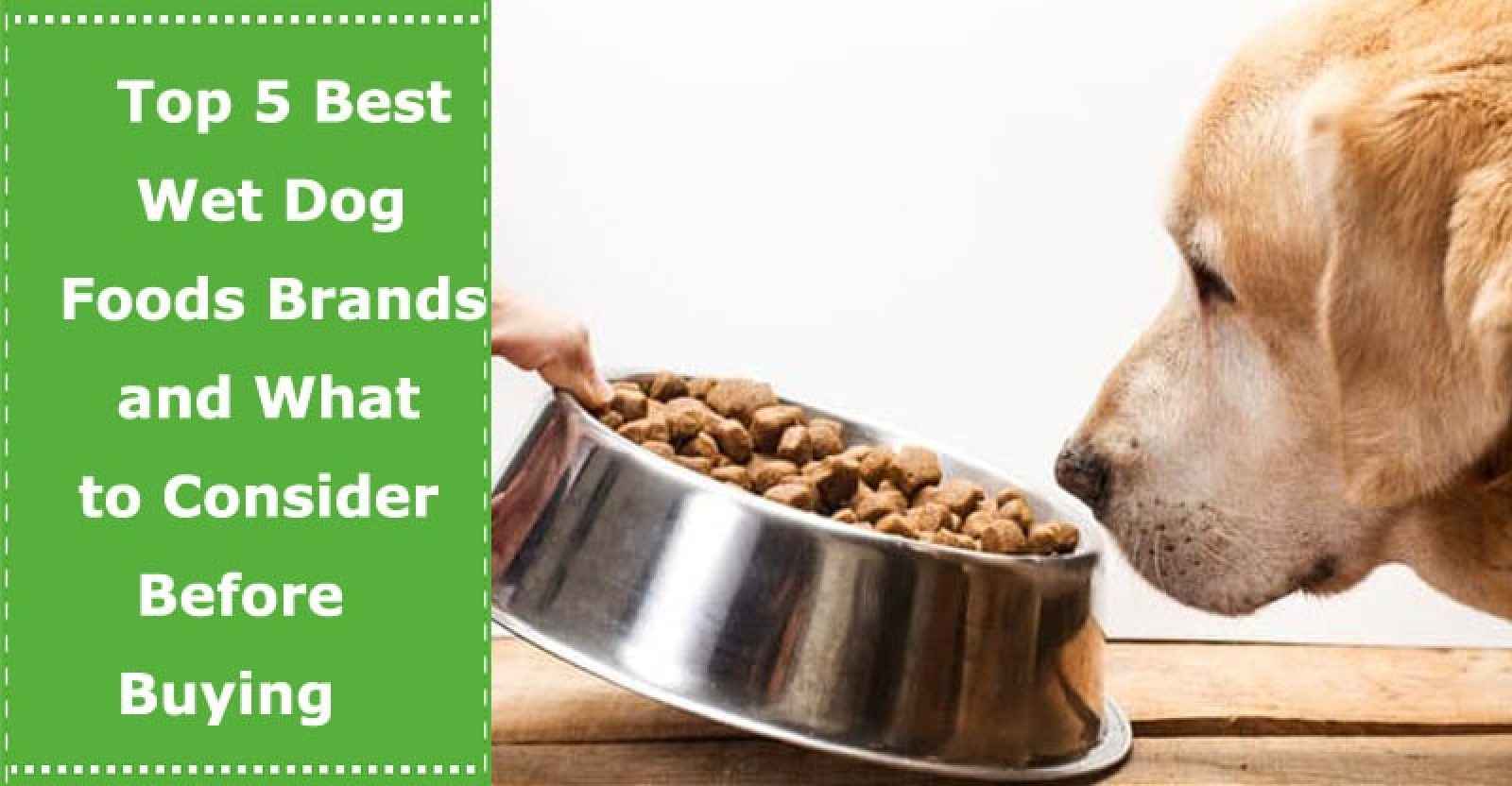 Top 5 Best Wet Dog Foods Brands and What to Consider Before Buying PetXU