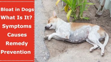 bloat in dogs