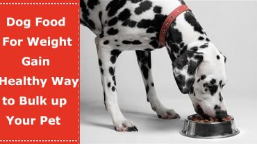 dog food for weight gain
