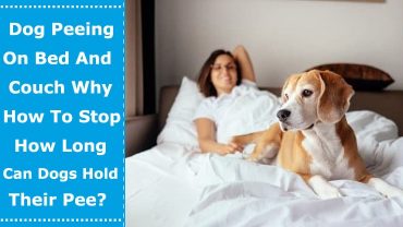 dog peeing on bed
