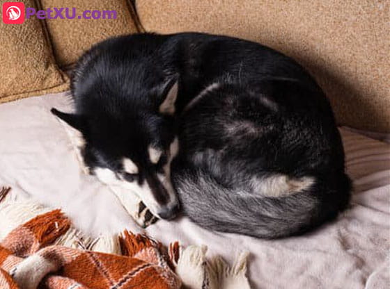 Dog Peeing On Bed And Couch: Why? How To Stop &amp; How Long 