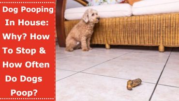 dog pooping in house