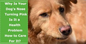 dog with pink nose