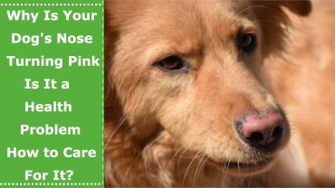 dog with pink nose